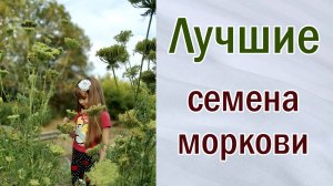 Лучшие семена моркови. Как сделать, чтобы семена были очень крупные. Собираем свои семена.