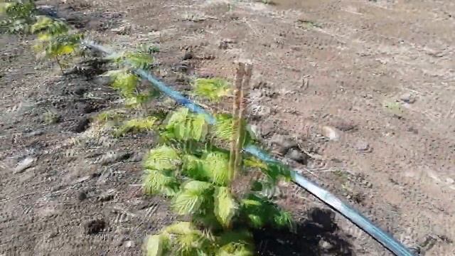 Ревизия и обзор сортов малины июнь 2020 смотреть онлайн