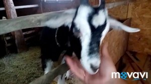 Часть 2. Строим козлятник, сделали вытяжку в курятник-теплицу.