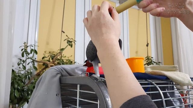 11 минут из жизни попугая жако || 11 minutes of the life of Grey Parrot