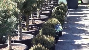 сорта сосен. как выбрать сосны в питомнике .  как не ошибиться в выборе сосны