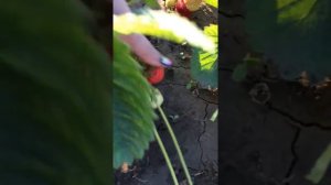 Урожайность сорта Кисс Неллис (для заказа 89033084614)