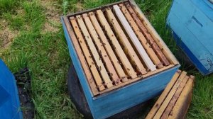 Расширение пчёл вторым корпусом ошибки пчеловода при расширении🐝🐝🐝