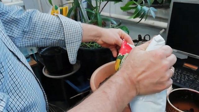 Выбираем черенок для посадки Олеандра смотреть онлайн