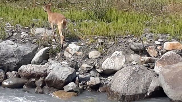 Антилопа пришла на водопой. Северная Осетия. п. Верхний Фиагдон. смотреть онлайн