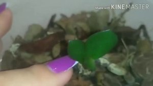 Орхидея совершенно без листьев! Результат!
