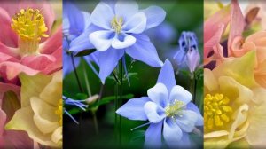 Flowers and Music-Aquilegia-Аквилегия