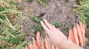 3 простых и эффективных способа как сохранить морковь на зиму: до следующего сезона как новая - мои