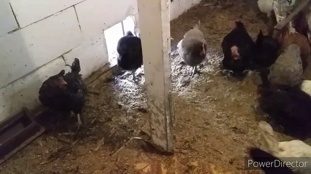 ✔Обязательно для Кур Несушек//Рыбий Жир для Кур/Добавки для Хорошей Яйценоскости и Иммунитета Кур❗ смотреть онлайн