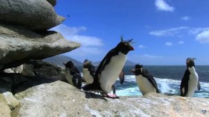 Пингвины тоже забавные