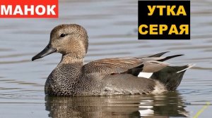 ?ЗВУК (ГОЛОС) УТКА КРЯКВА + СЕРАЯ