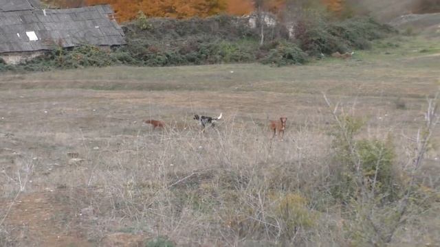 Карабахский конь смотреть онлайн