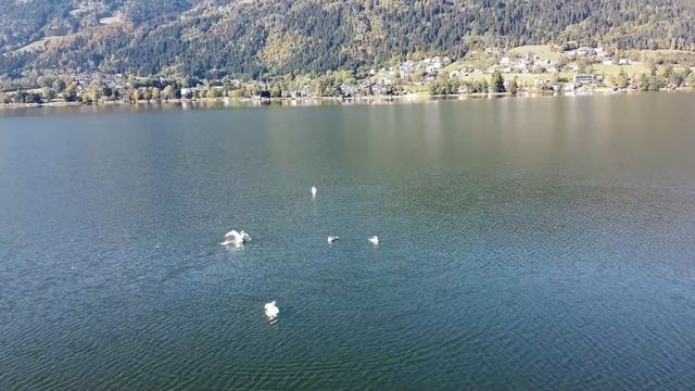 Птенцы лебедей учатся летать. Редкие кадры! смотреть онлайн