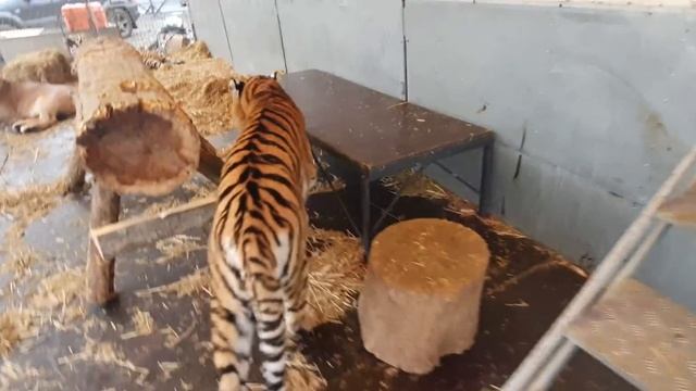 Дана и Шкода смотреть онлайн