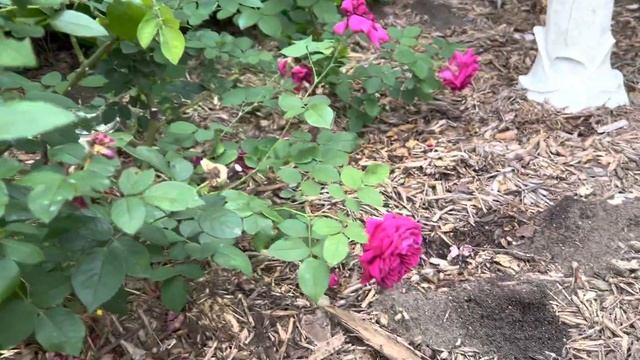 David Austin William Shakespeare 2000 Rose in DFW смотреть онлайн