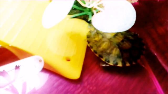 НяшМяш|Моя черепашка?My tortoise? смотреть онлайн