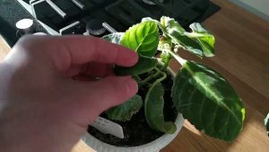 ГЛОКСИНИИ выращенные из семян цветут, что дальше?