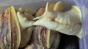 УЛИТКА АХАТИНА. Как размножаются улитки Ахатины.