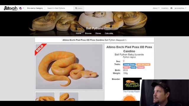 Enchi Ball Python Morph Combos | Jack's Reptiles