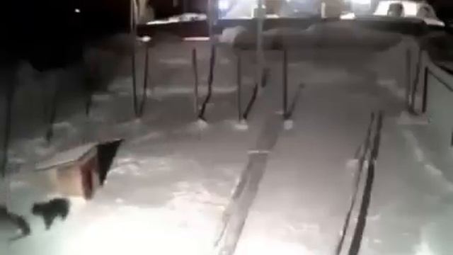 УЖАС ВОЛК УКРАЛ СОБАКУ С ЦЕПИ / HORROR THE WOLF STOLE THE DOG смотреть онлайн