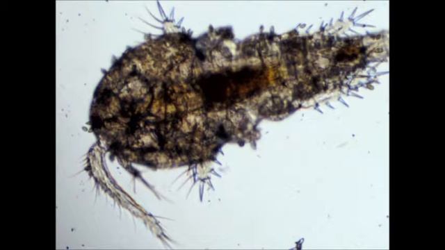 cyclops strenuus смотреть онлайн