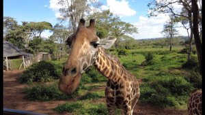 Центр жирафов в Найроби Giraffe Centre