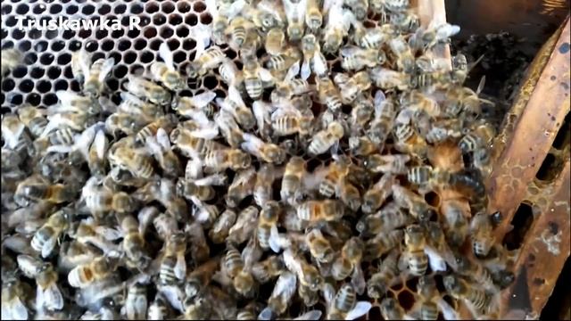 30 дней пчёлы будут покидать улей. Куда деваются пчёлы слабых семей. смотреть онлайн
