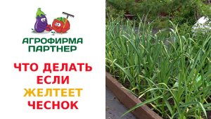 ЧТО ДЕЛАТЬ, ЕСЛИ ЖЕЛТЕЕТ ЧЕСНОК