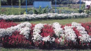 Родное  Алейниково.