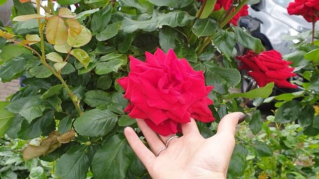 Розы Tантау 2021 часть 1. смотреть онлайн