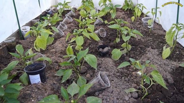 ВЫСАДКА РАССАДЫ ПЕРЦА  В ГРУНТ, СЕМЕНА ПАРТНЕР,2017 г. смотреть онлайн