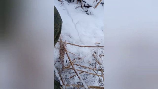 ЛИСА И КУНИЦА УБЕЖАЛА.НО МЫ ИХ ПОЙМАЕМ. смотреть онлайн