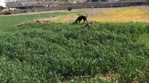 Доберман и немецкая овчарка