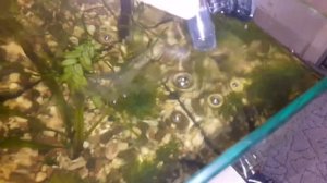 Внешний фильтр для аквариума из помпы и колбы магистрального фильтра
