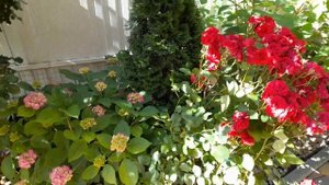 Как создать сад своей мечты на маленьком участке.