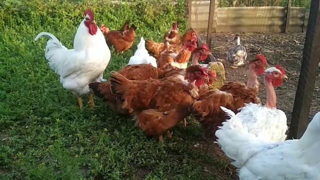 Разводится ли кросс? Голошейка