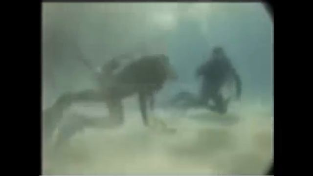 Steve Irwin Death Video __Official Footage___(360p).flv смотреть онлайн