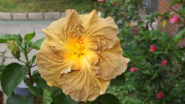 My Hibiscus seedling:Chris Golden Eye смотреть онлайн