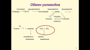 Органические вещества. Углеводы. Липиды
