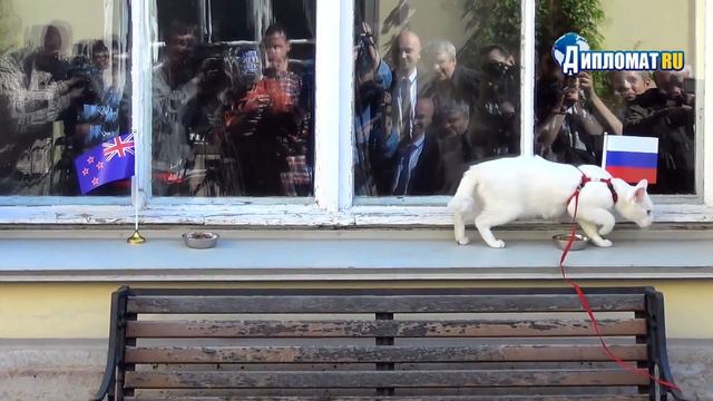 Кот Ахилл предсказал победу сборной России в матче с Новой Зеландией смотреть онлайн