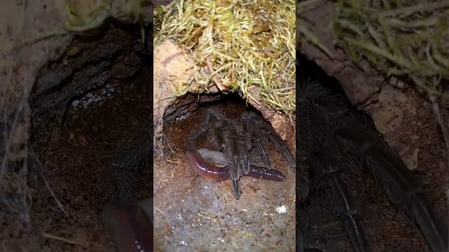 Theraphosa blondi vs Earthworm