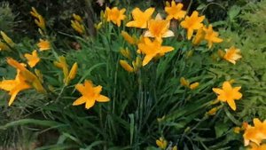 лилейник Миддендорфа Hemerocallis middendorfii июнь 2022