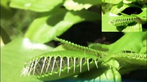 Растения едят животных. Большая венерина мухоловка