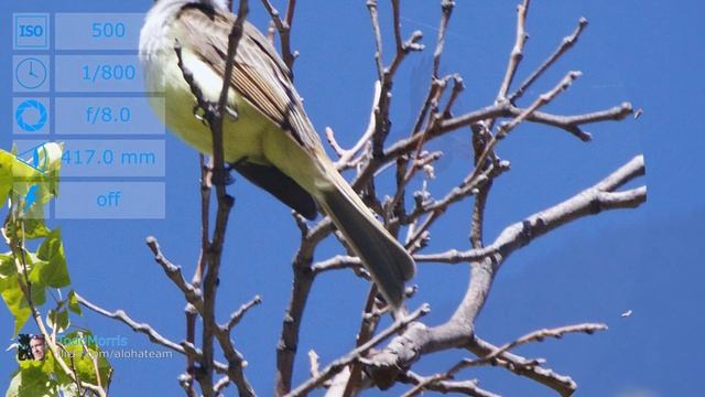 Canon EOS M with Sigma 50-500mm f/4-6.3 APO HSM EX lens samples смотреть онлайн