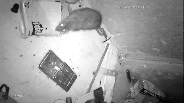 Очень продуманная крыса смотреть онлайн