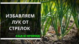 Как избавить лук от стрелок Опытные садоводы раскрывают секреты