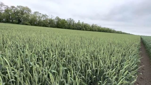 Озимая пшеница Еланчик. Питомник размножения. 22.05.2023