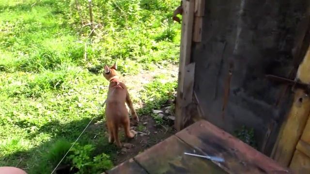 Каракал на прогулке.  Caracal for a walk  www.diamantardent.com