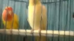 Продажа средних попугаев (НЕ ШУТКА)