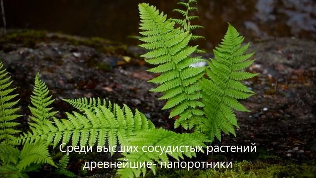 растения долгожители